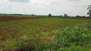 ขายที่ดิน ที่ดิน ตำบลวังม่วง อำเภอวังม่วง จังหวัดส